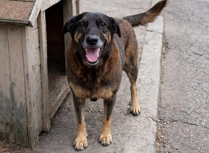 O apelo de astro internacional pelo cão Orelha, morto após espancamento em SC