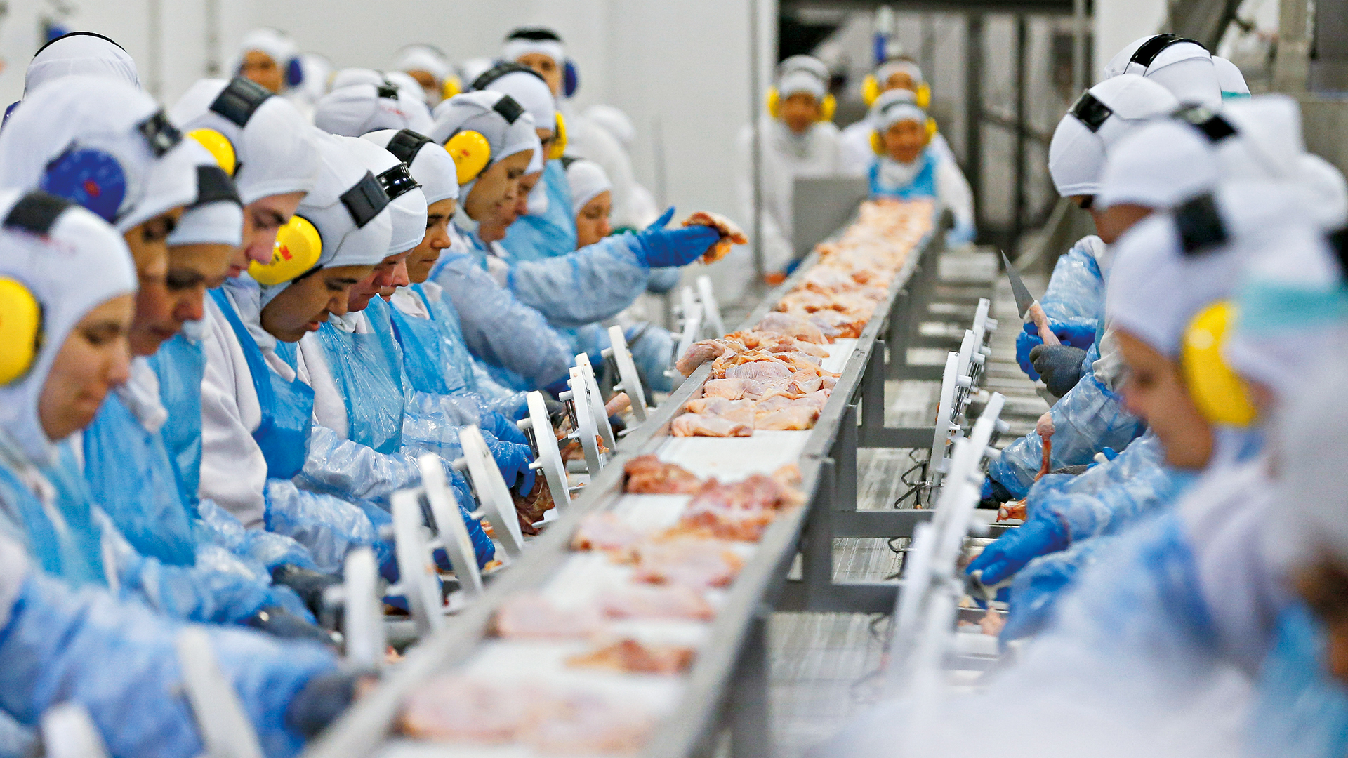 Frigor&iacute;fico de aves no Paran&aacute;: as remessas de prote&iacute;na animal aumentam