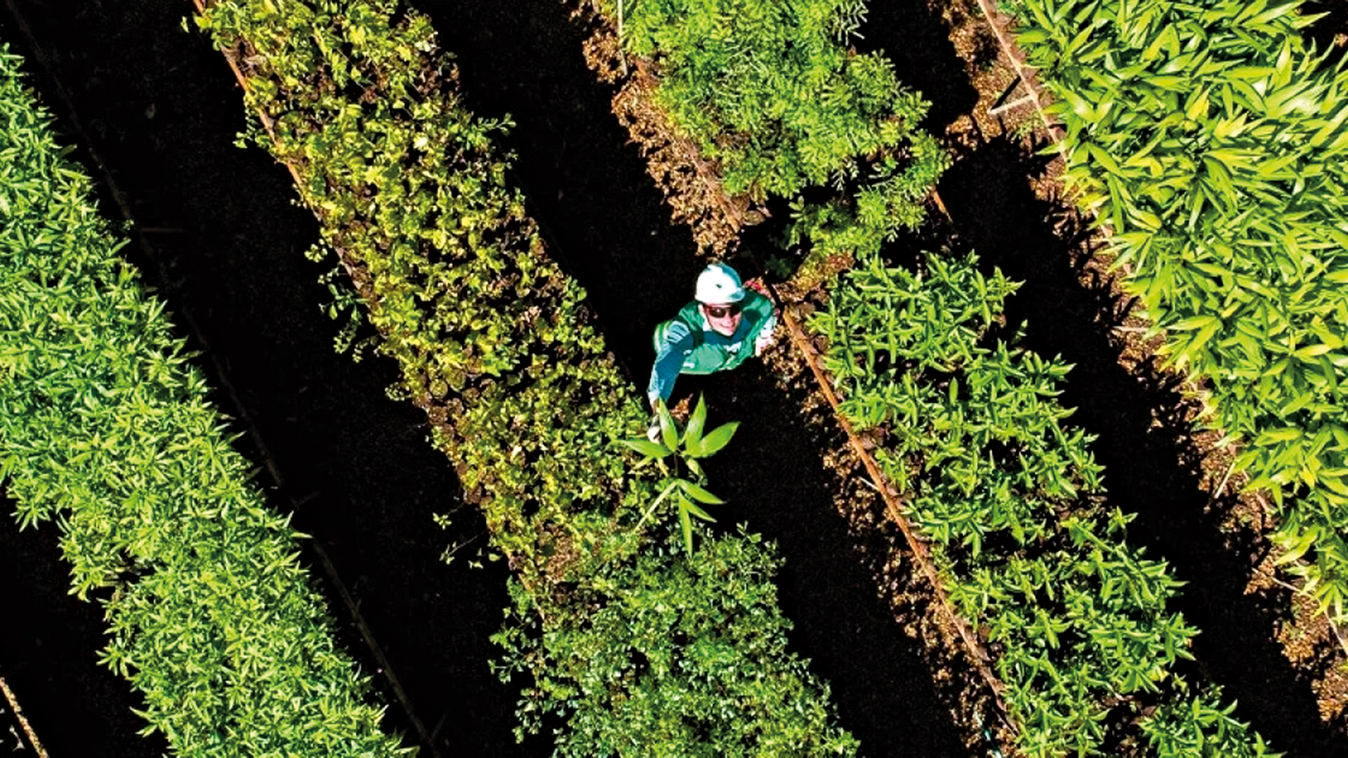 Mudas para o programa de restaura&ccedil;&atilde;o florestal da Vale: ambiente de oportunidade