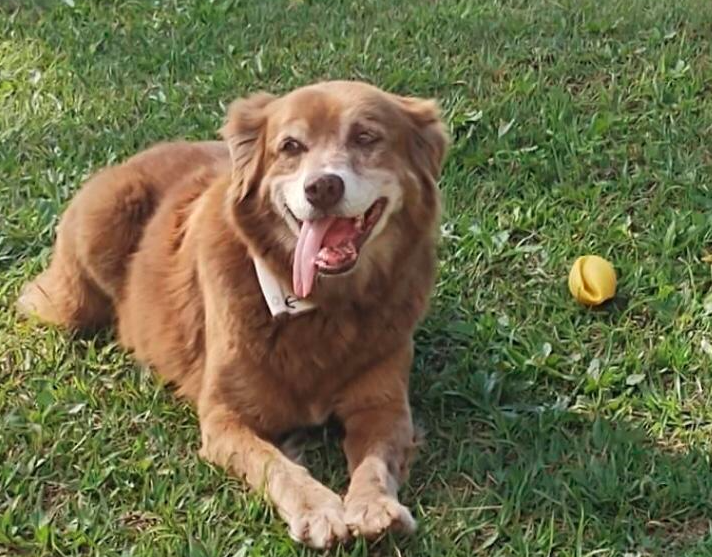 Conheça a história do cão que inspirou nova lei de sepultamento de pets em SP