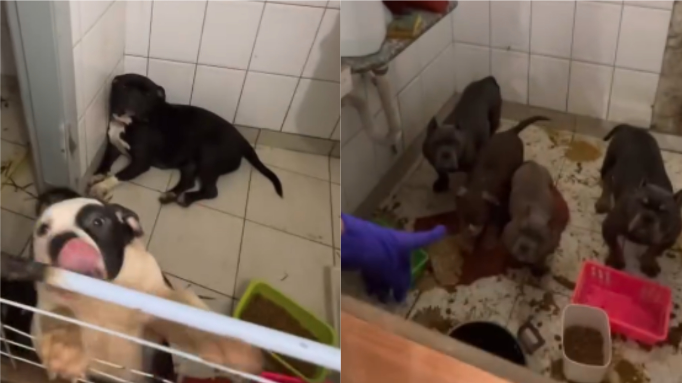 Chinês é condenado a cinco anos de prisão por ‘crueldade extrema’ contra cães em SP