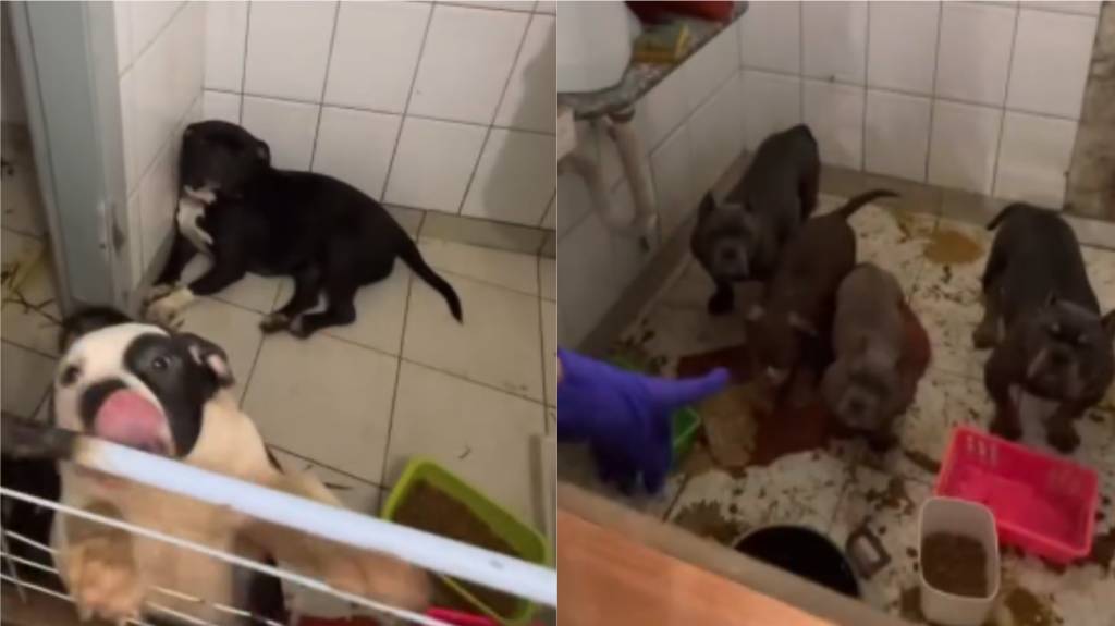 Chinês é condenado a cinco anos de prisão por ‘crueldade extrema’ contra cães em SP