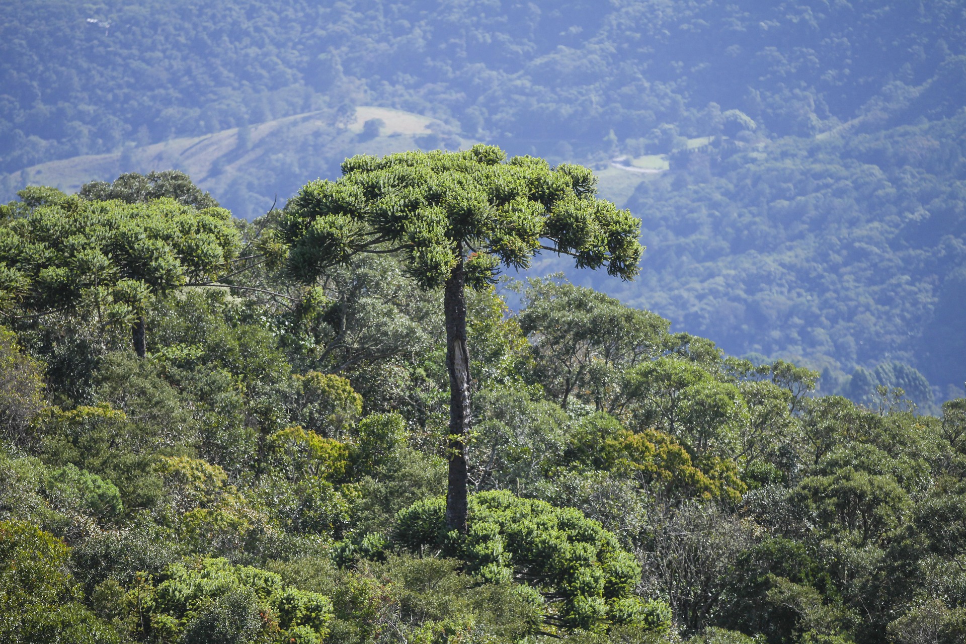 Floresta com araucárias recuperadas em Santa Catarina
