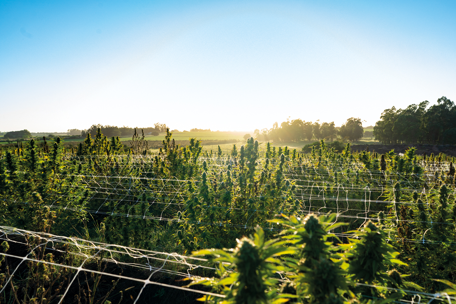 PIONEIRO - Planta&ccedil;&atilde;o org&acirc;nica no Uruguai: mercado dom&eacute;stico teve recordes hist&oacute;ricos
