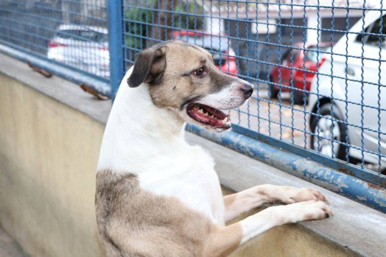 Comissão do Senado pauta projeto que proíbe coleiras de choque em animais domésticos