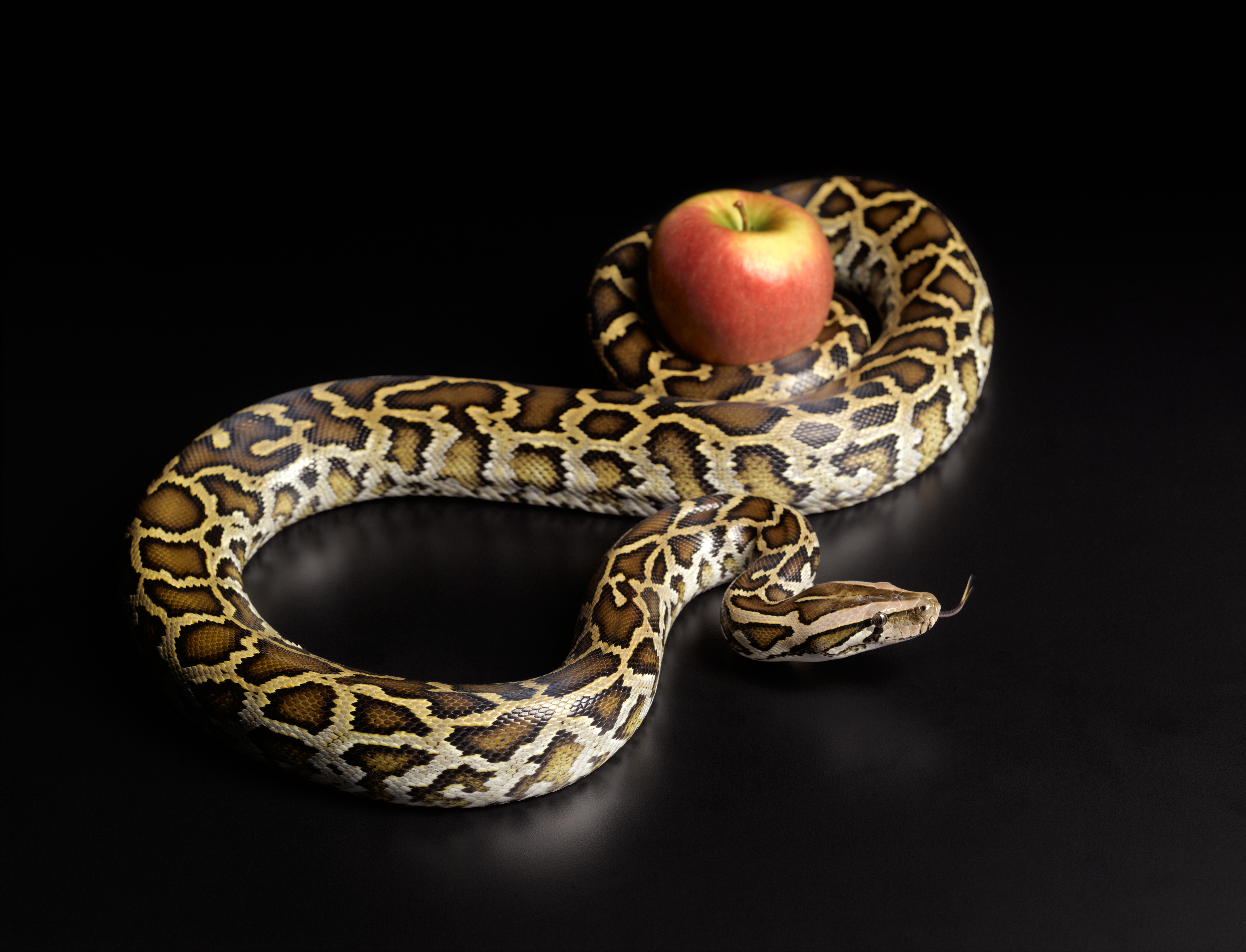 Uma nova picada para emagrecer? Serpente pode conter receita para futuras canetas