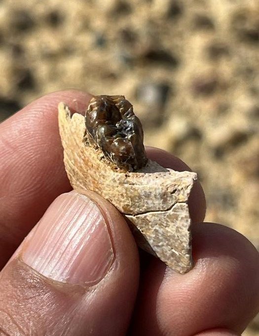 Fóssil no Egito dá pista inédita sobre ancestral comum dos humanos e macacos