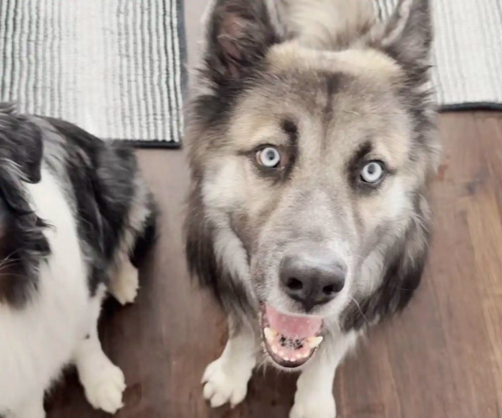 Cães foram domesticados milênios antes do que se imaginava