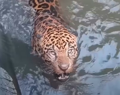 Onça-pintada é resgatada de canal de hidrelétrica em Mato Grosso