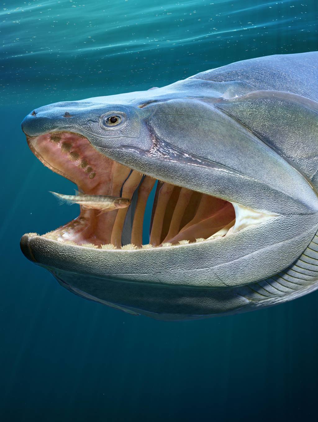 peixe ancestral