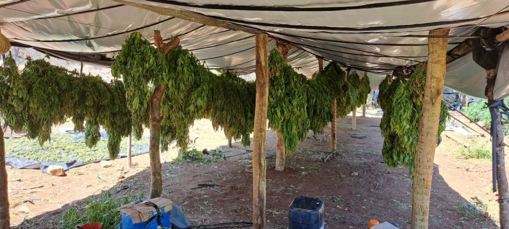 Planta&ccedil;&atilde;o de maconha no munic&iacute;pio de Jo&atilde;o Dourado (BA) localizada pela PF durante nova etapa da Opera&ccedil;&atilde;o Midas, deflagrada nesta ter&ccedil;a-feira, 31