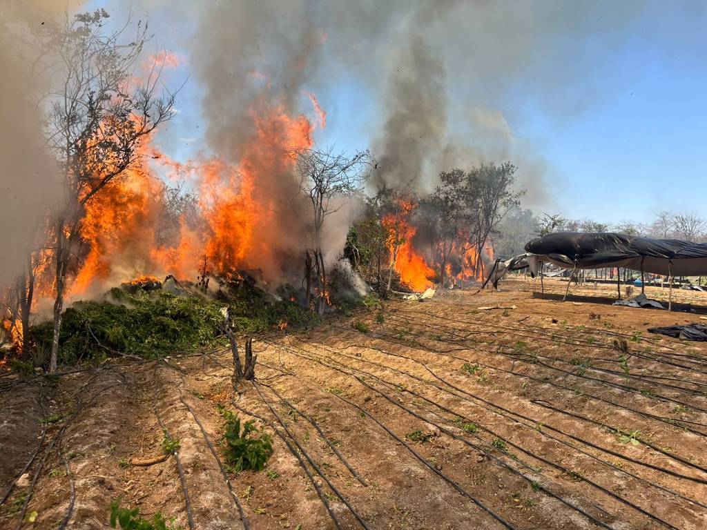 Planta&ccedil;&atilde;o de maconha no munic&iacute;pio de Jo&atilde;o Dourado (BA) localizada pela PF durante nova etapa da Opera&ccedil;&atilde;o Midas, deflagrada nesta ter&ccedil;a-feira, 31