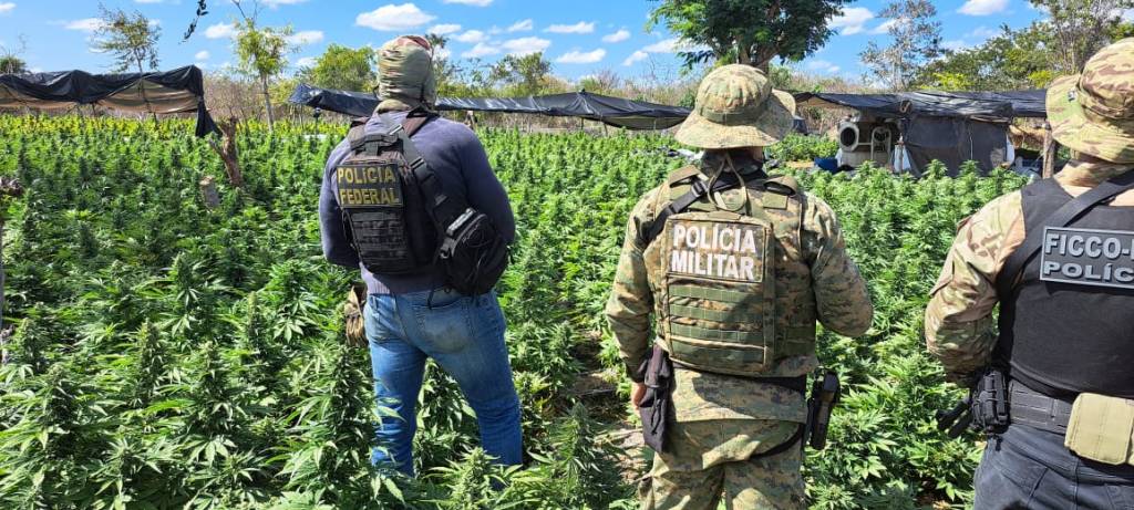 Planta&ccedil;&atilde;o de maconha no munic&iacute;pio de Jo&atilde;o Dourado (BA) localizada pela PF durante nova etapa da Opera&ccedil;&atilde;o Midas, deflagrada nesta ter&ccedil;a-feira, 31