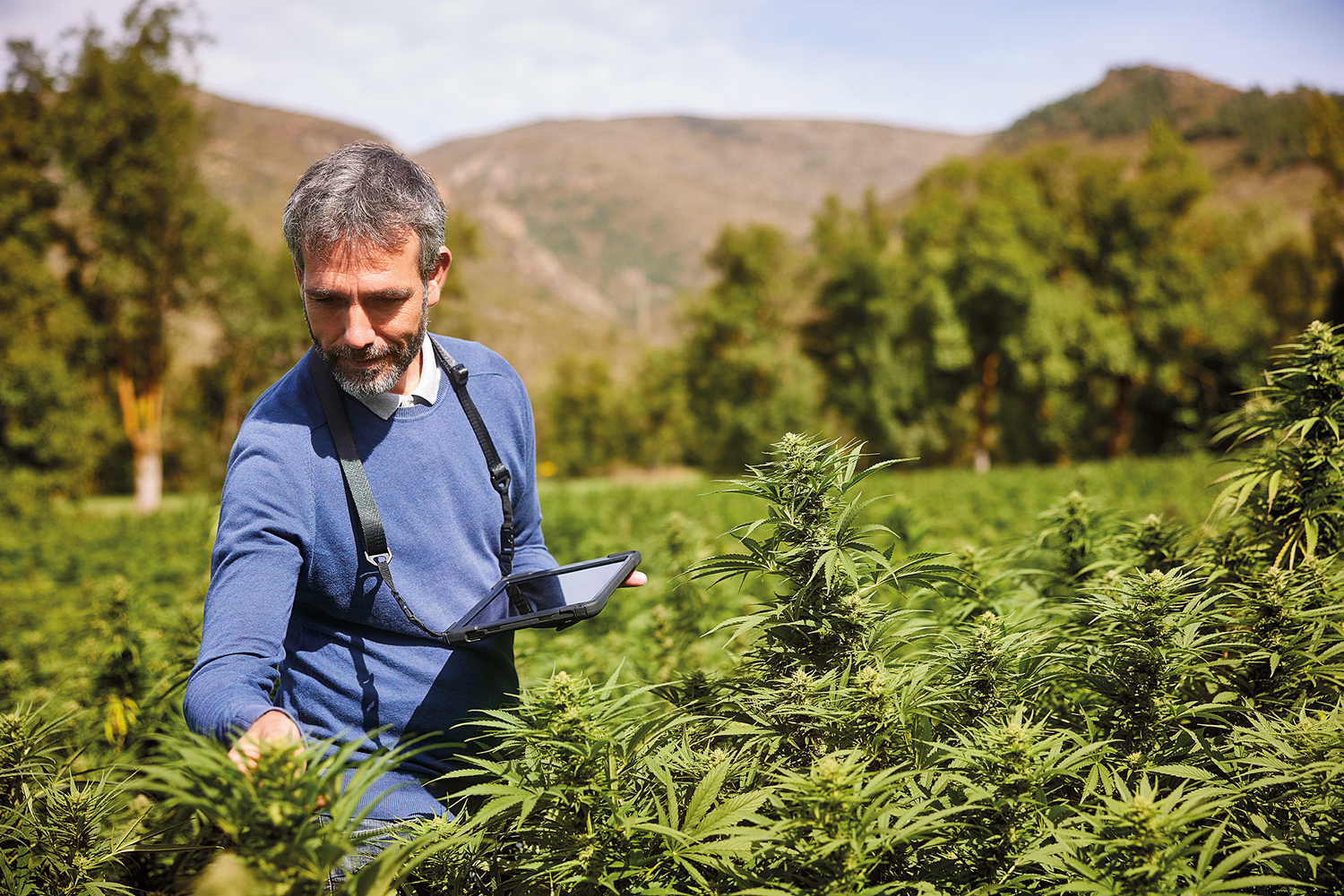 Planta&ccedil;&atilde;o de Cannabis: v&aacute;rios setores alternativos comp&otilde;em fundos no exterior
