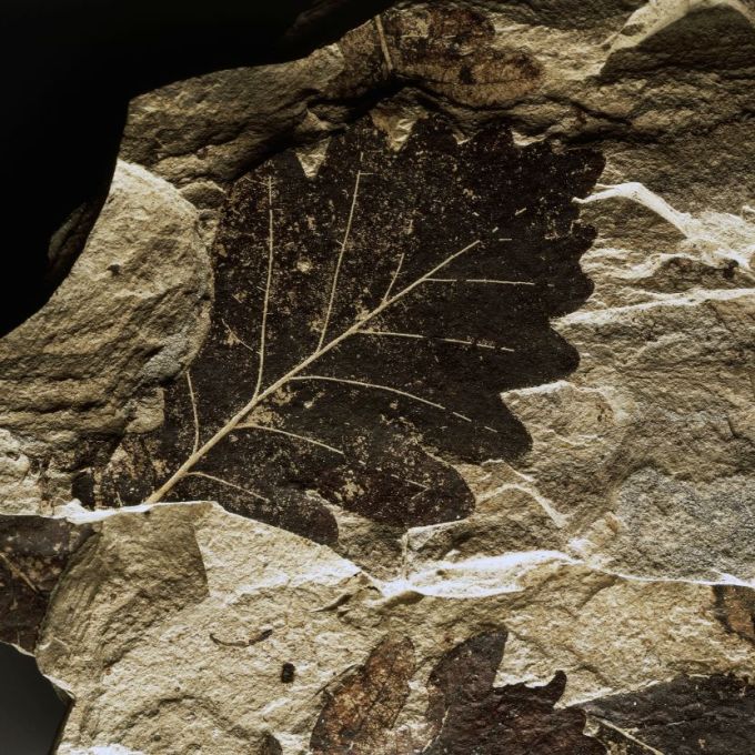 Como plantas evoluíram para sobreviver à extinção há 250 milhões de anos