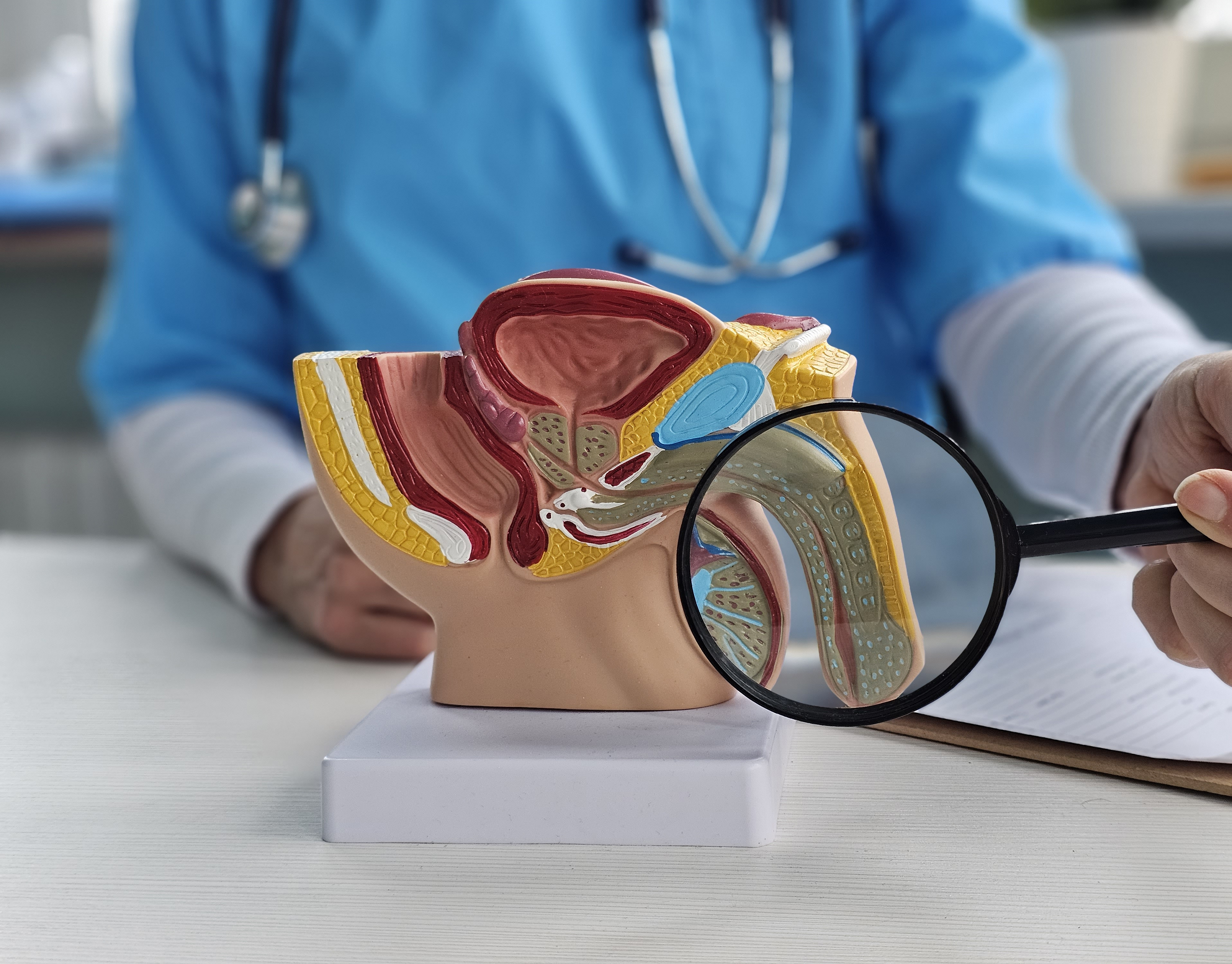 Studying a detailed anatomical model of the human reproductive system using a magnifying glass