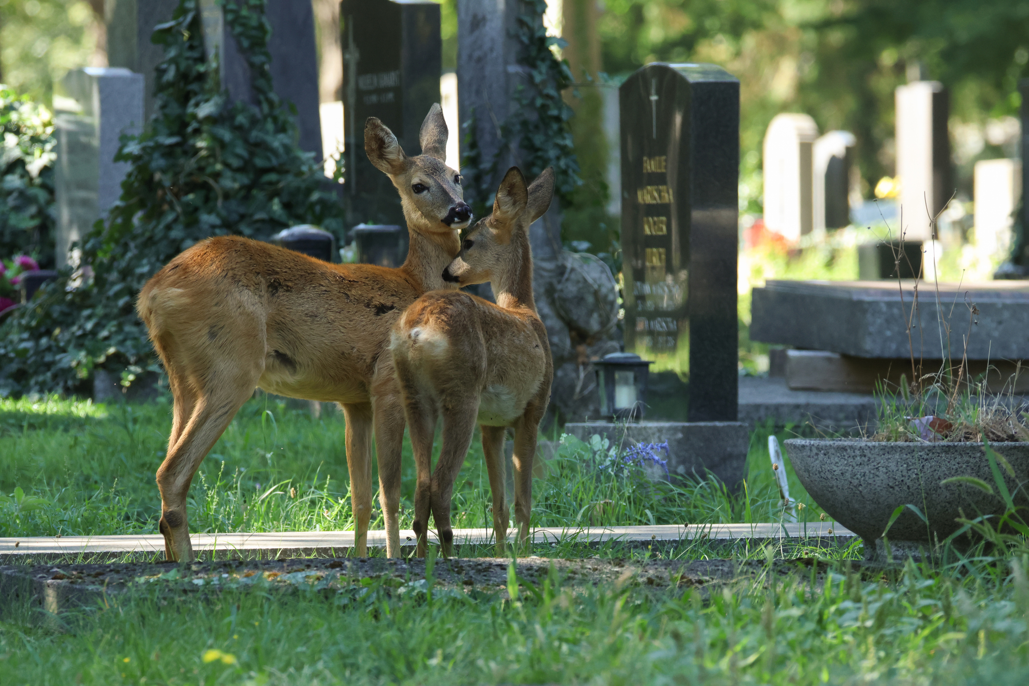 Foto de m&atilde;e e filhote veados em um cemit&eacute;rio.