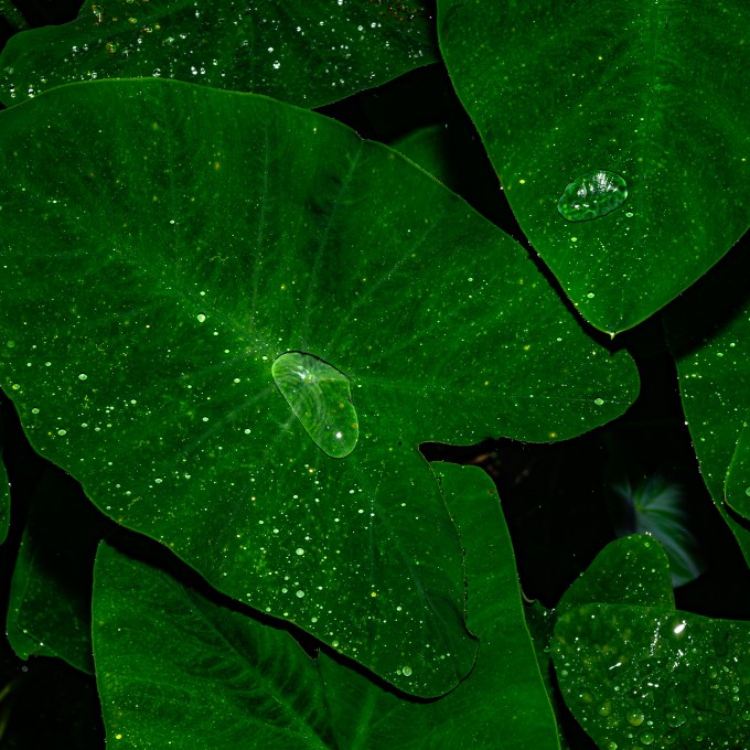 Plantas podem germinar mais rápido ao “ouvirem” som da chuva