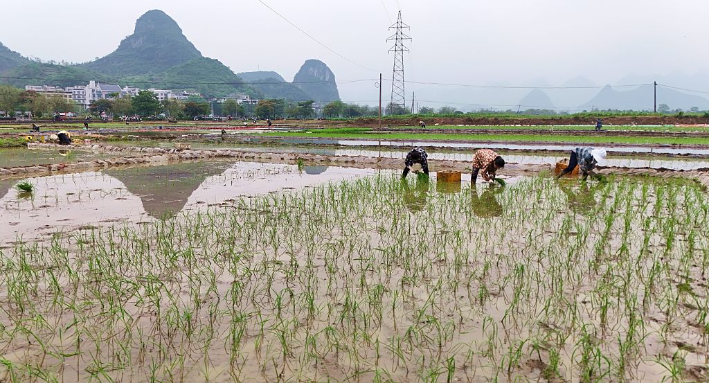 Foto de planta&ccedil;&atilde;o de arroz na China. Em primeiro plano, agricultores colhem o arroz. Ao fundo, um morro e uma antena de sinal est&atilde;o vis&iacute;veis.