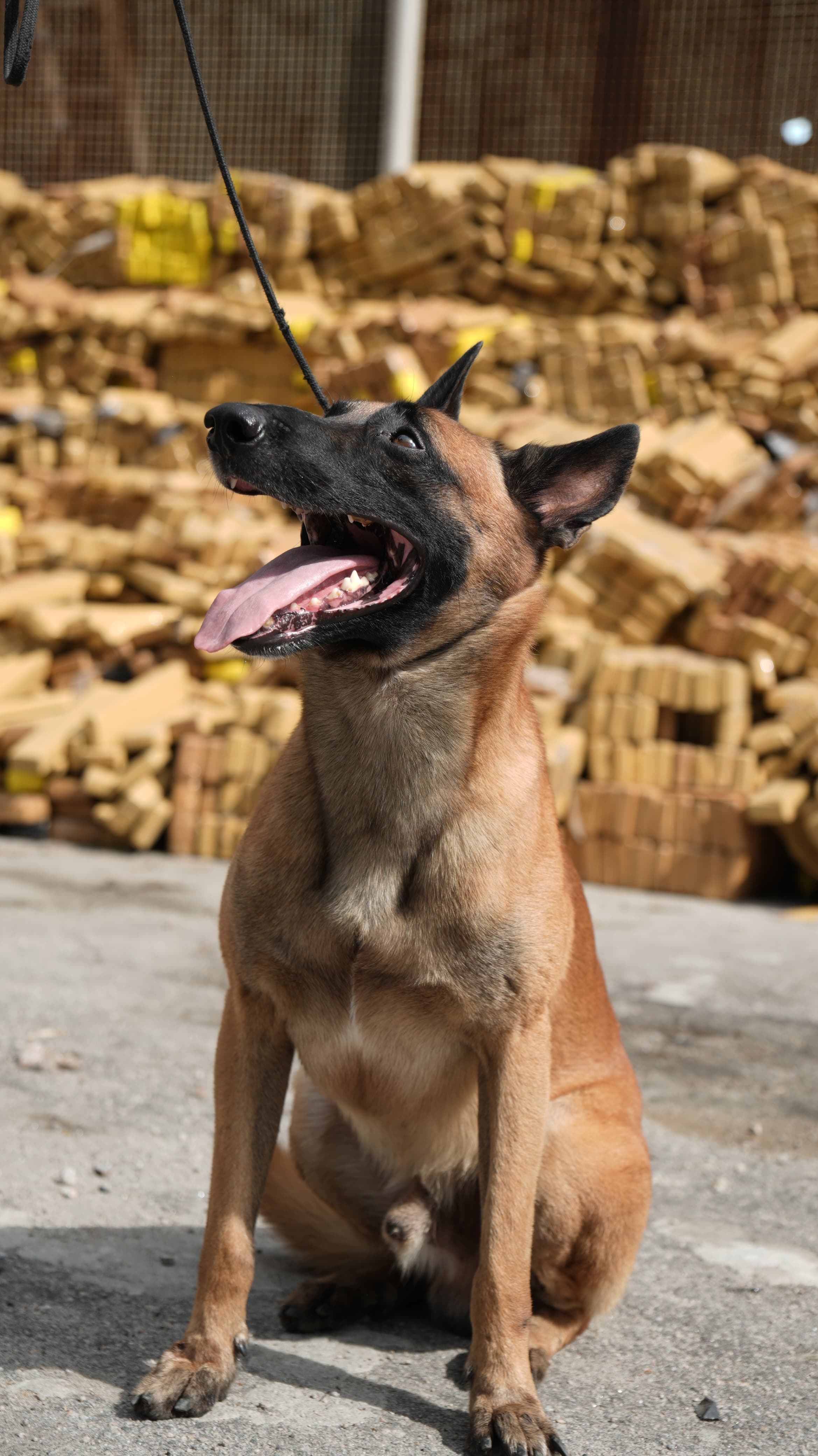 O c&atilde;o Hulck: her&oacute;i de a&ccedil;&atilde;o policial com apreens&atilde;o hist&oacute;rica e sem 