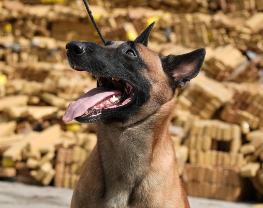 Hulck, o ‘cão herói’ da PM do Rio, receberá cruz de bravura por ação histórica