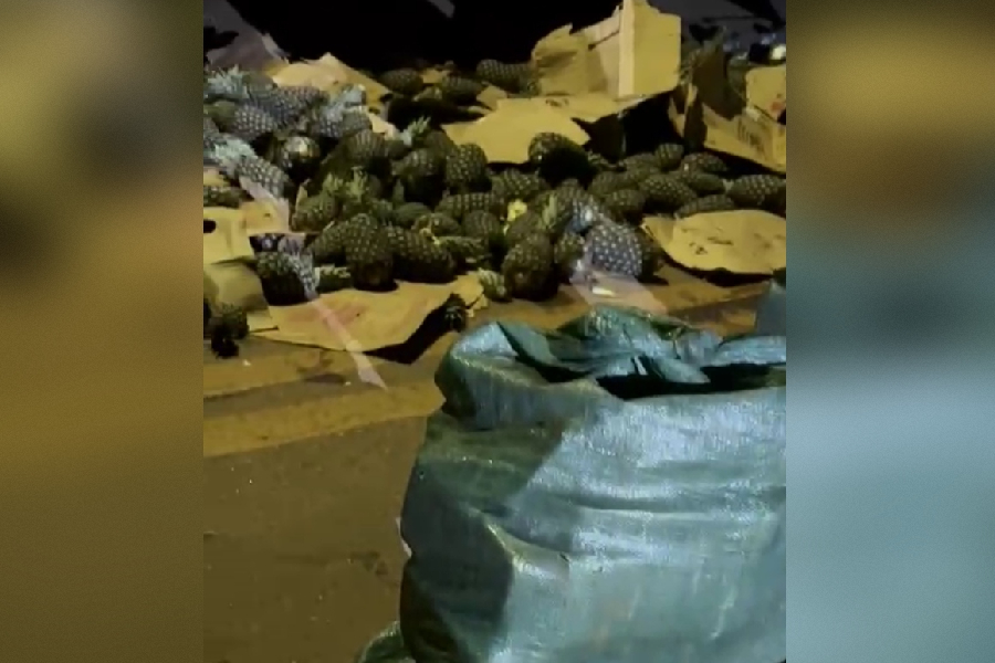 PF apreende quase meia tonelada de cocaína em caminhão de abacaxi em Tocantins