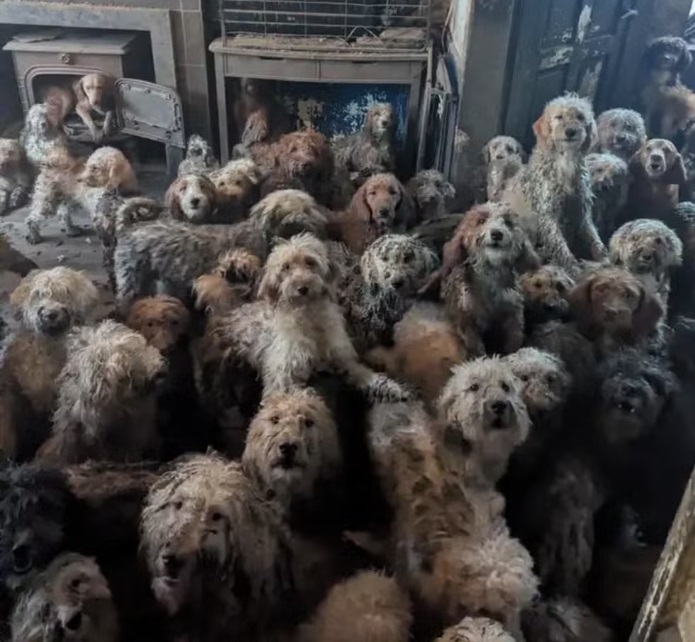 Saúde animal: mais de 250 cães são resgatados em casa no Reino Unido e imagem viraliza