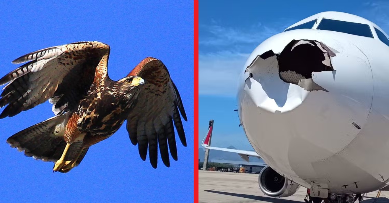 Aeronáutica vai usar gaviões para evitar acidentes com aeronaves