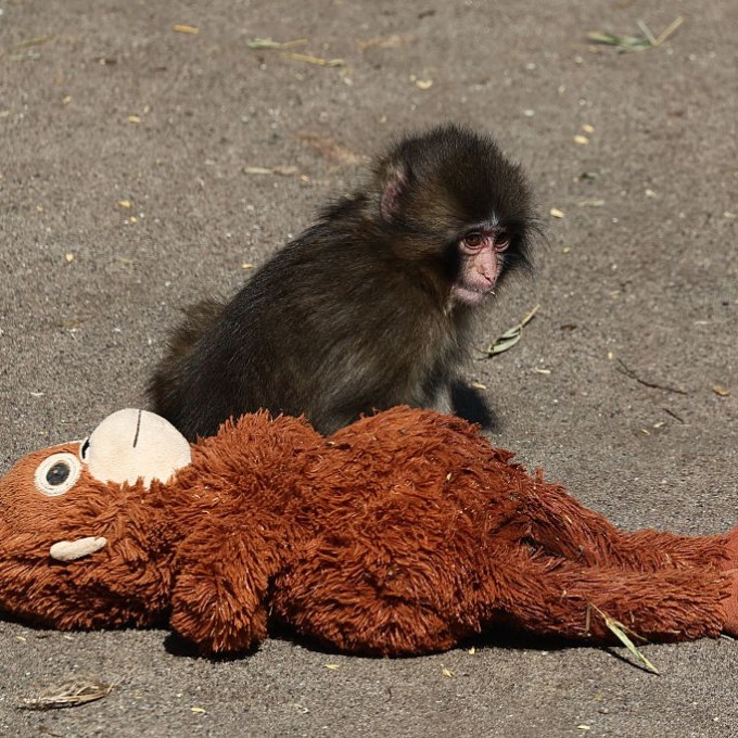 Conheça o filhote de macaco que viralizou com sua pelúcia e se tornou astro no Japão
