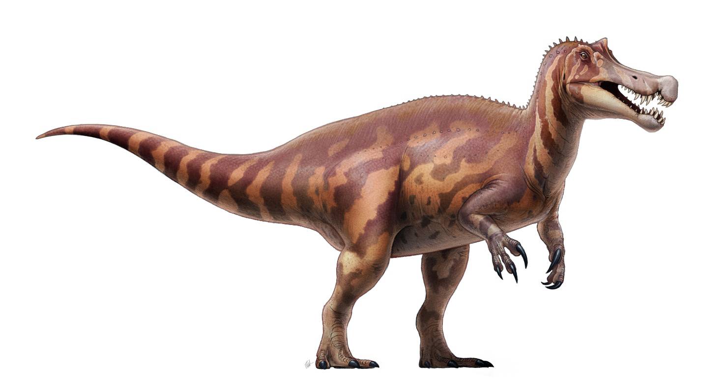 Crânio de dinossauro com mais de 100 milhões de anos voltará ao Brasil