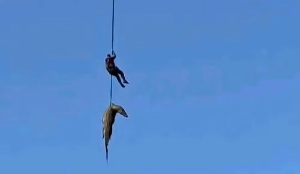 O que foi encontrado no estômago de crocodilo fisgado pela polícia da África do Sul