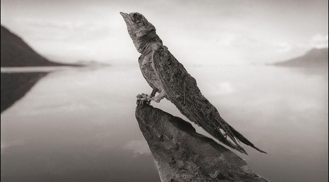 Fotógrafo registra imagens de lago que petrifica animais na África