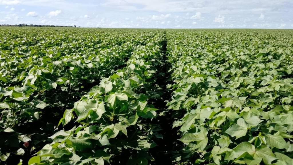 GCB leva dívida do Grupo Rizzi ao mercado de capitais em CRA de R$ 30,5 mi