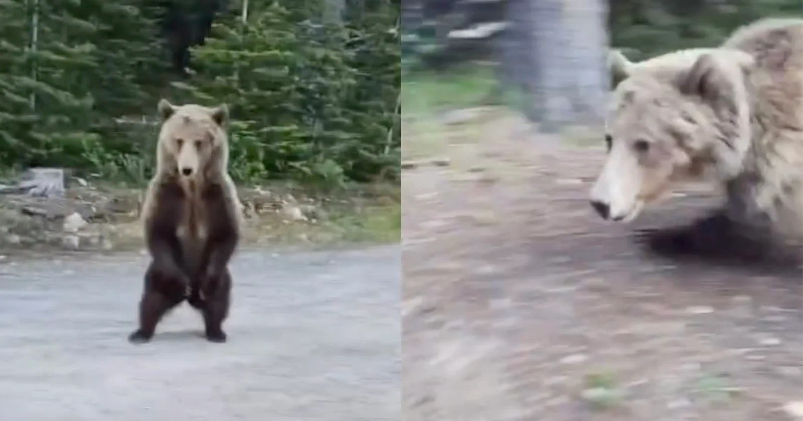 VÍDEO: Mulher e cachorro escapam de ataque de urso-pardo no Canadá