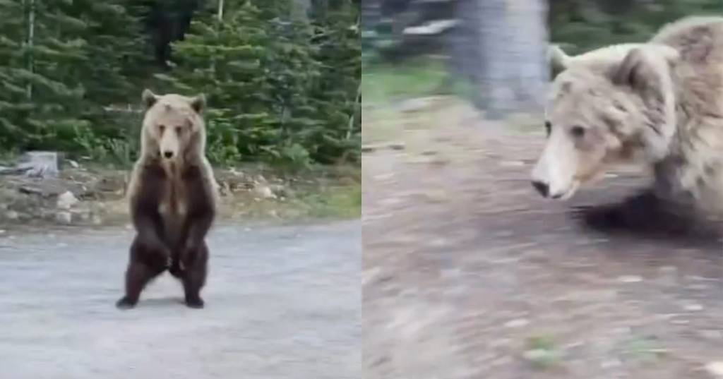 Ataque de urso-pardo