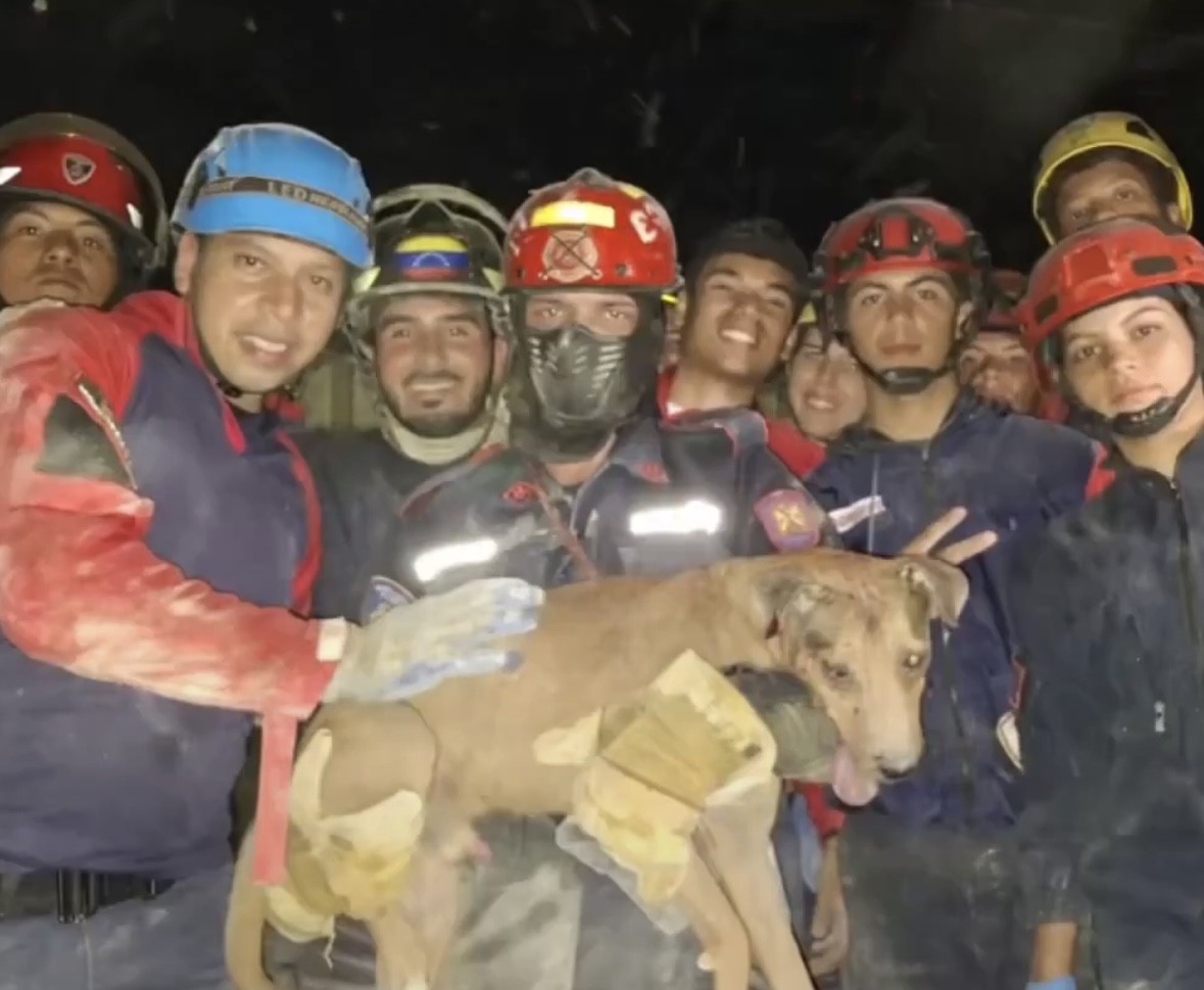 Vídeo: cachorro é resgatado de escombros após terremotos na Venezuela