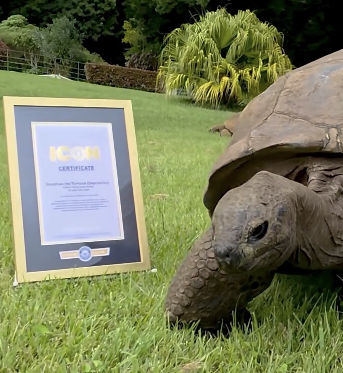 A tartaruga Jonathan, aos 194 anos, se torna o animal terrestre mais velho do mundo