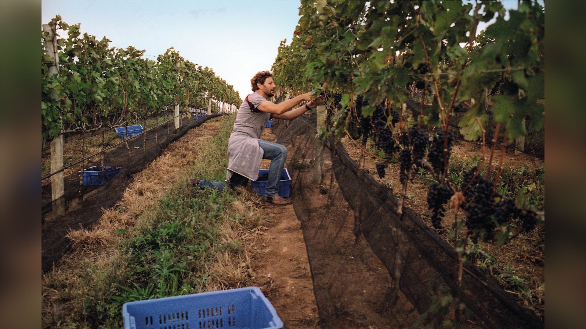 O milagre do vinho brasileiro: a inovação que possibilitou um salto definitivo de qualidade