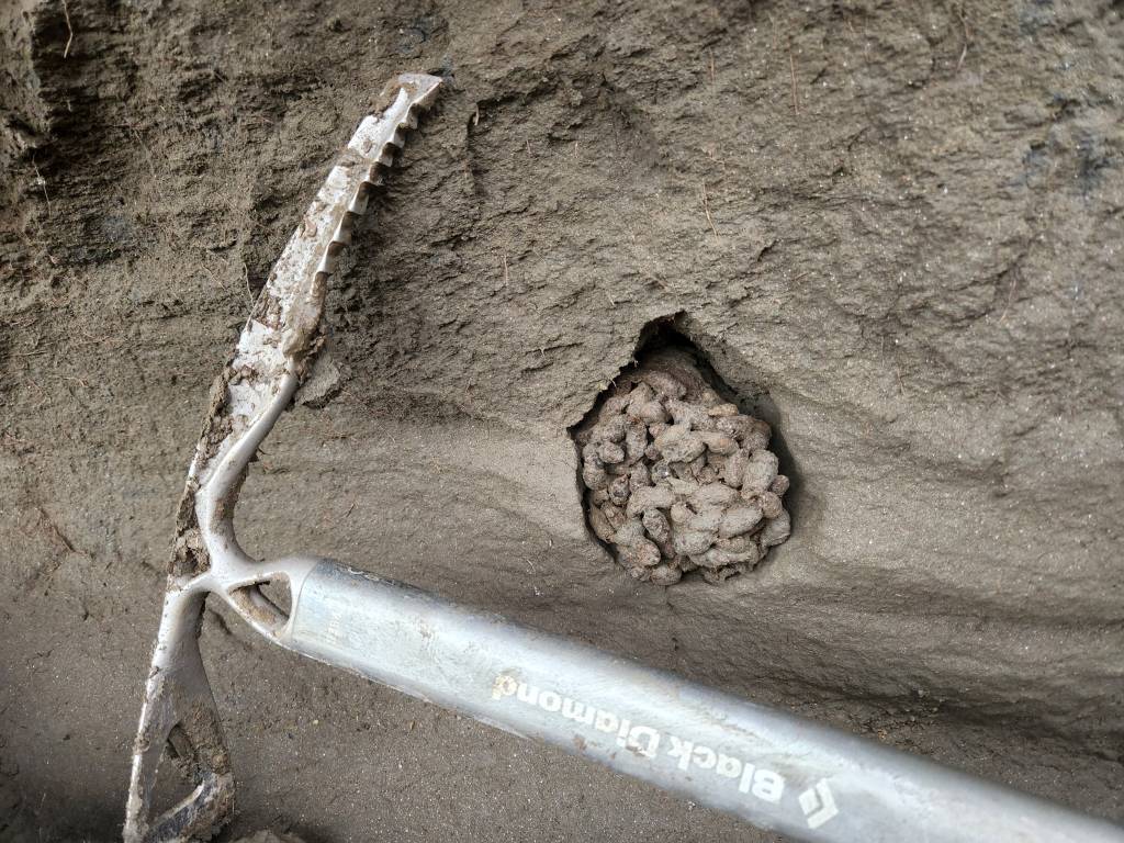 fossil