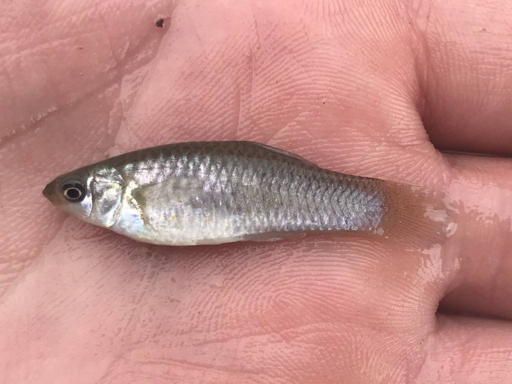 large