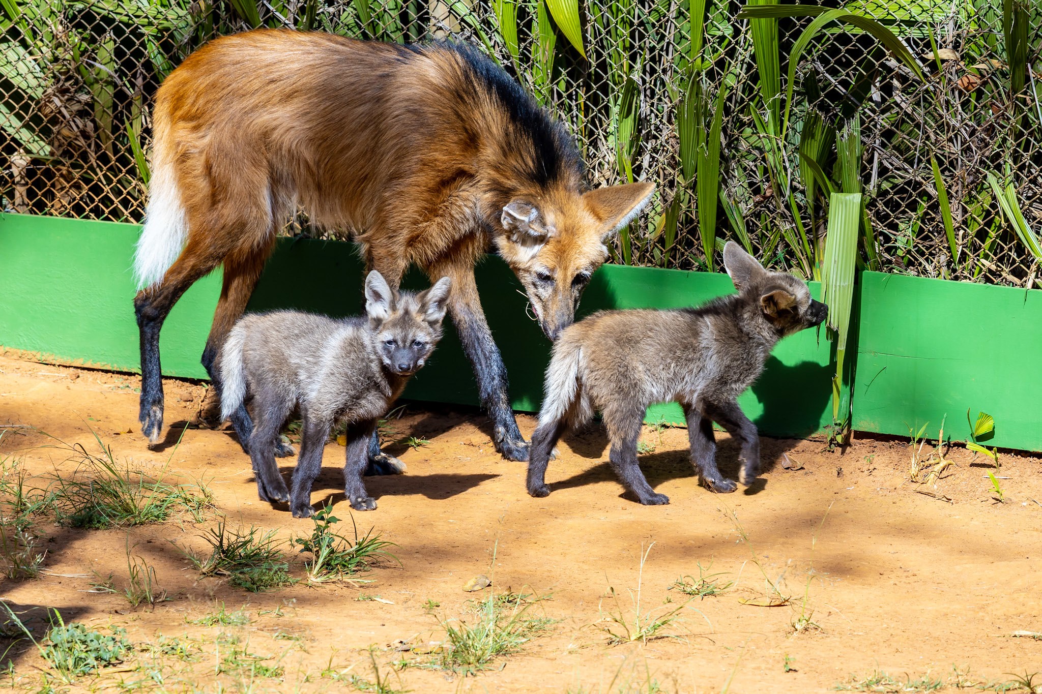 Zoo de São Paulo: Três novos filhotes de lobo-guará são apresentados ao público