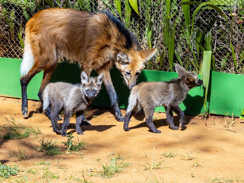 Lobo-guará adulto com pelagem marrom-avermelhada e crina preta, curvado sobre dois filhotes cinzentos em chão de terra, perto de uma cerca e vegetação verde