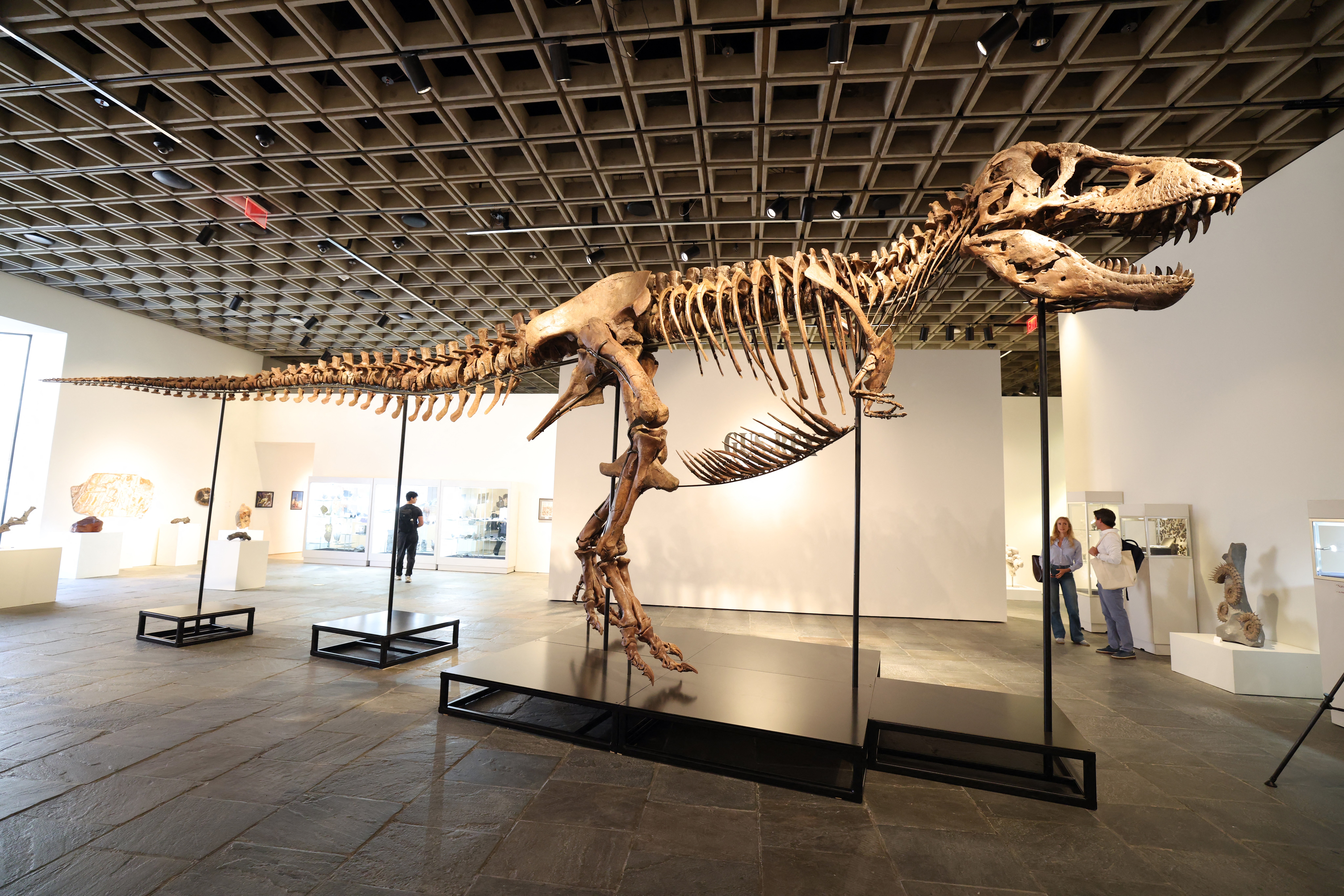 Esqueleto de T-Rex quebra recorde de fóssil mais caro vendido em um leilão