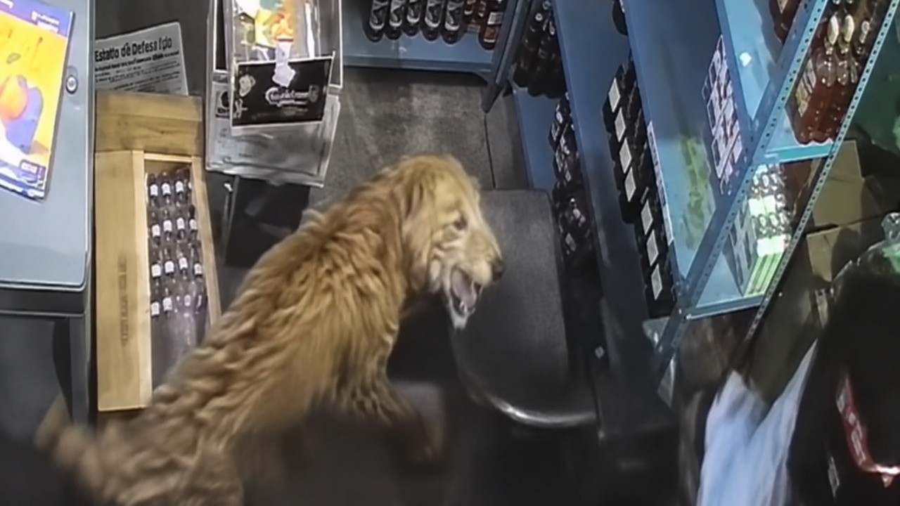 VÍDEO: Leopardo invade loja de bebidas na Índia