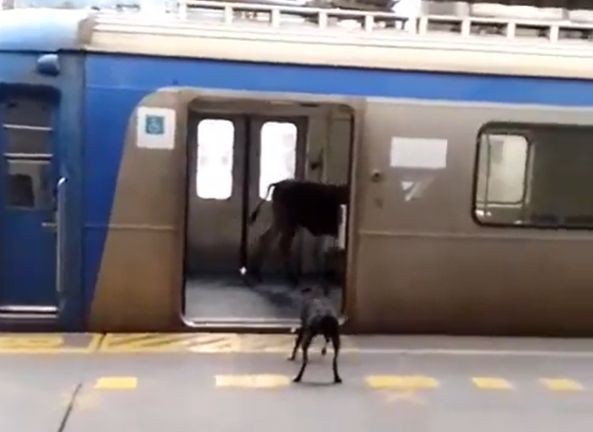 Bezerro invade estação de trem no Rio, corre pelos vagões e causa alvoroço; veja vídeo