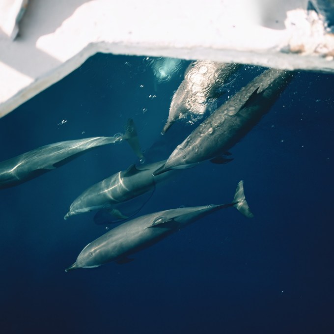 O fator que leva golfinhos a perseguir barcos de pesca, segundo novo estudo