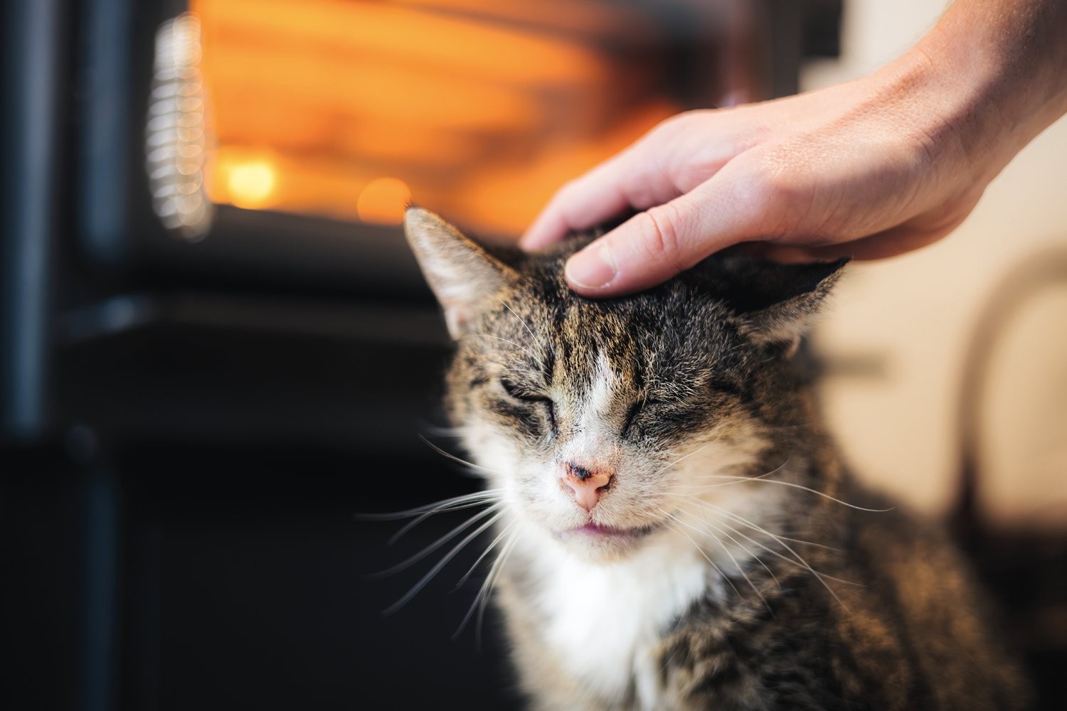 FELINOS -&ensp;Aten&ccedil;&atilde;o aos gatos: idade aumenta propens&atilde;o a doen&ccedil;as renais