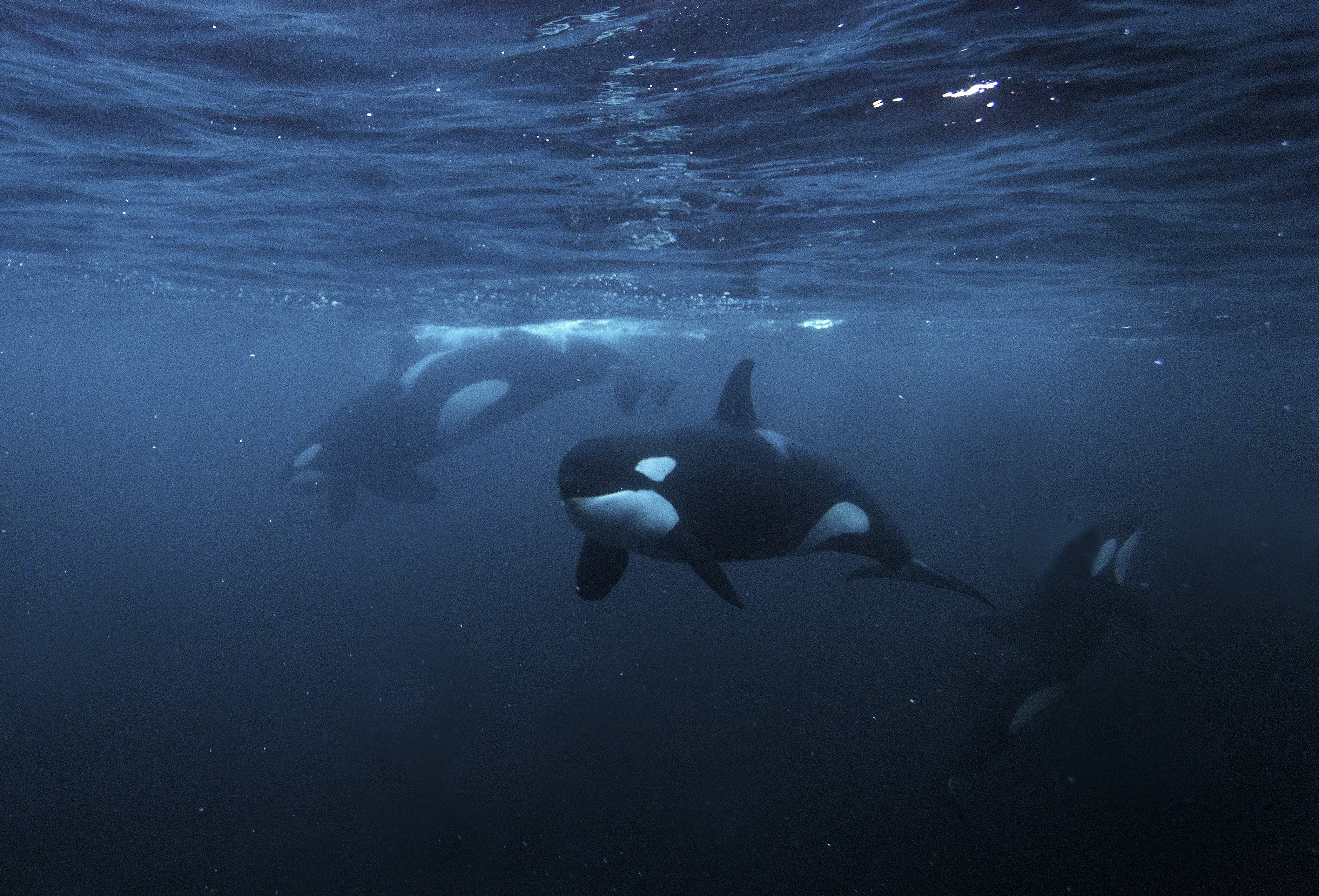 Orcas ‘brincam’ com corpo de um dos peixes mais pesados do oceano; assista ao vídeo