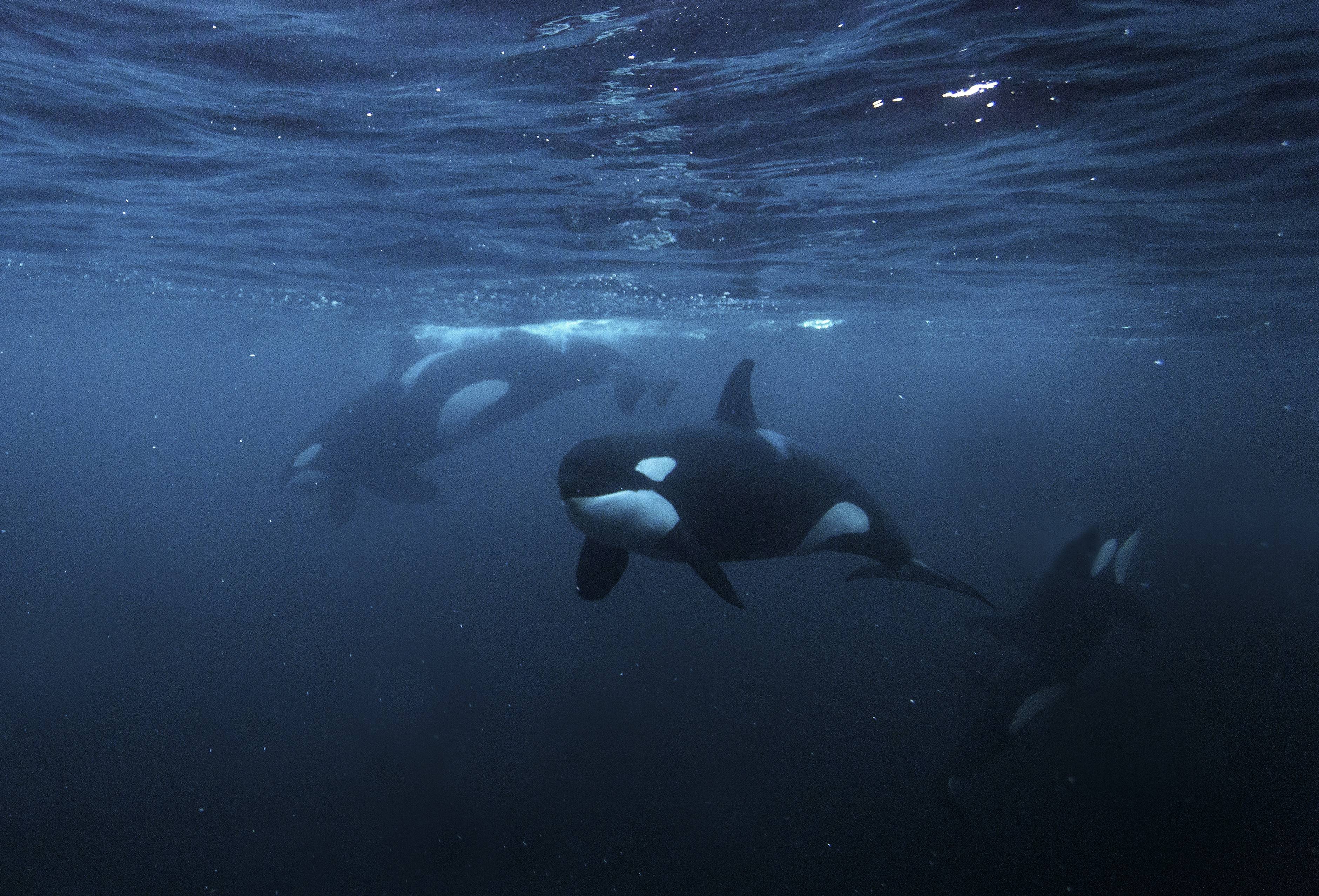 Orcas ‘brincam’ com corpo de um dos peixes mais pesados do oceano; assista ao vídeo