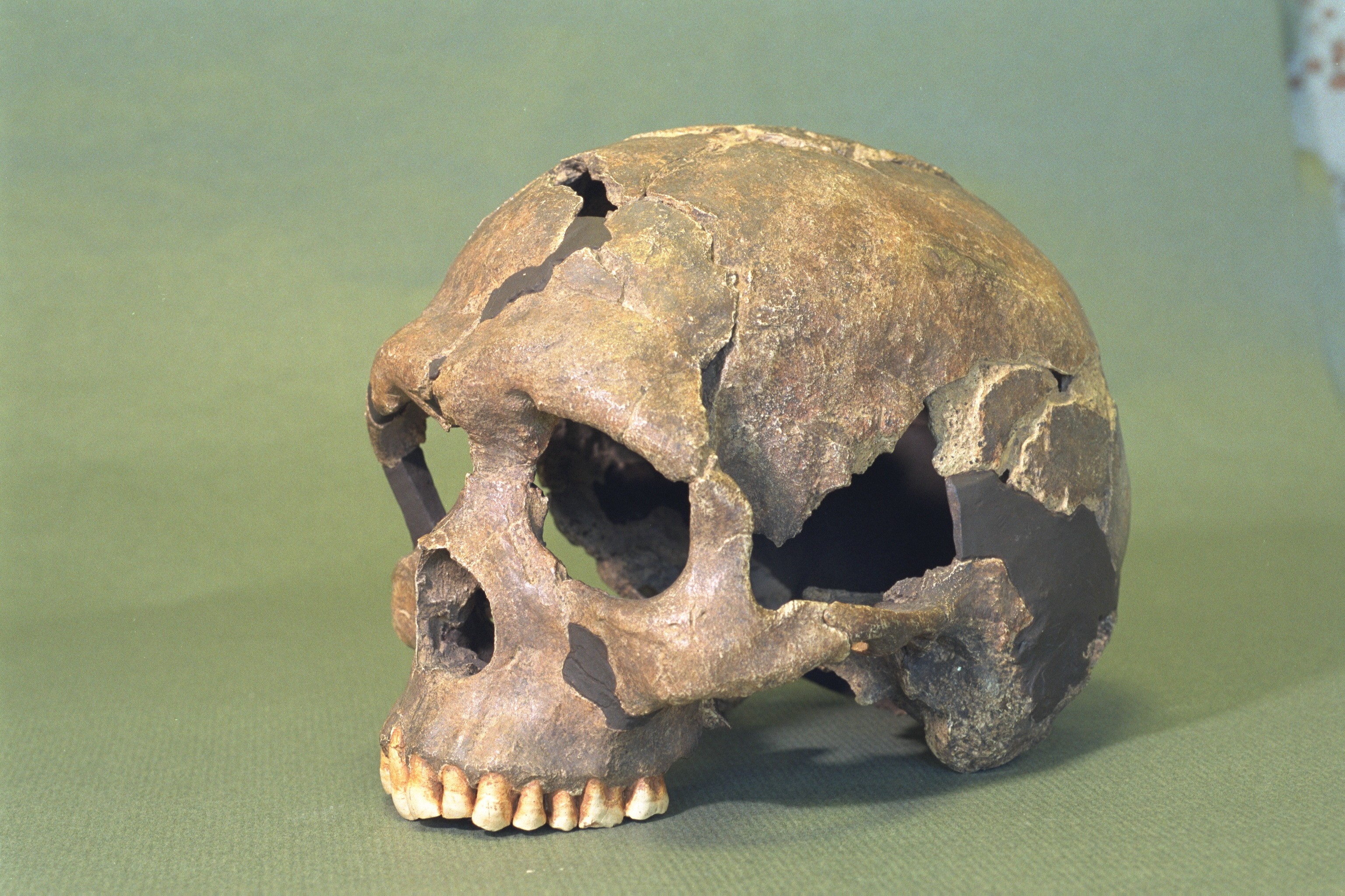 Marca em fóssil revela casos de violência entre os primeiros Homo sapiens